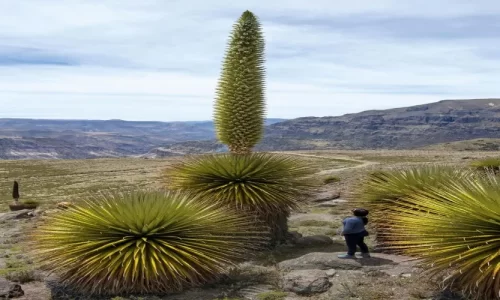 Puyas de Raymondi